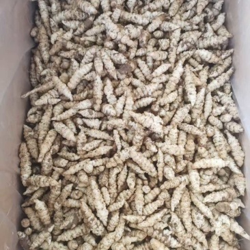 货好价低螺丝菜宝塔菜