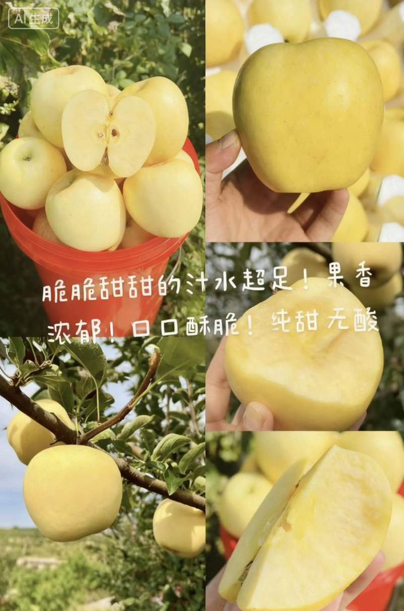 维纳斯黄金，苹果中的爱马仕，我家是威海扛把子，欢迎采购