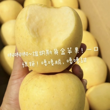 维纳斯黄金，苹果中的爱马仕，我家是威海扛把子，欢迎采购