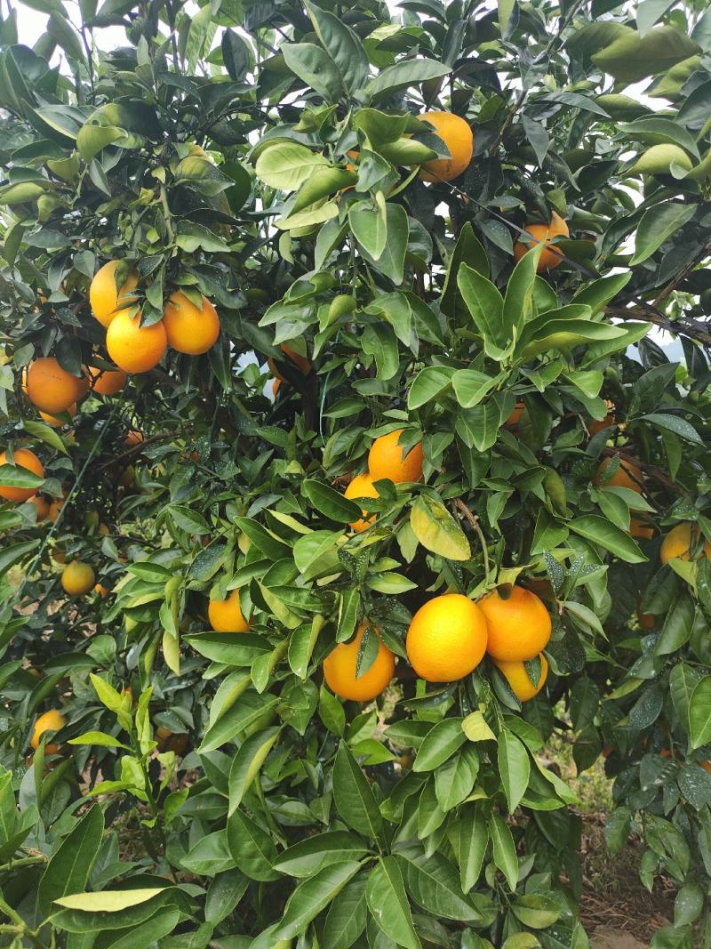 精品赣南脐橙，现摘现发