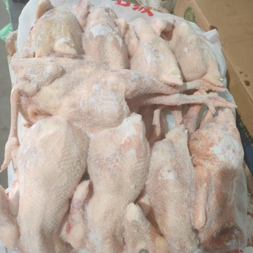 8只9只二级老母鸡24吨
