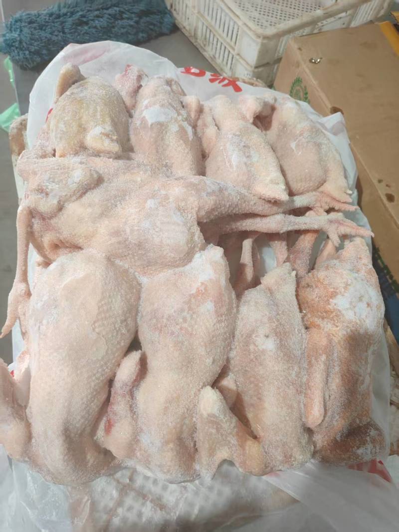 8只9只二级老母鸡24吨