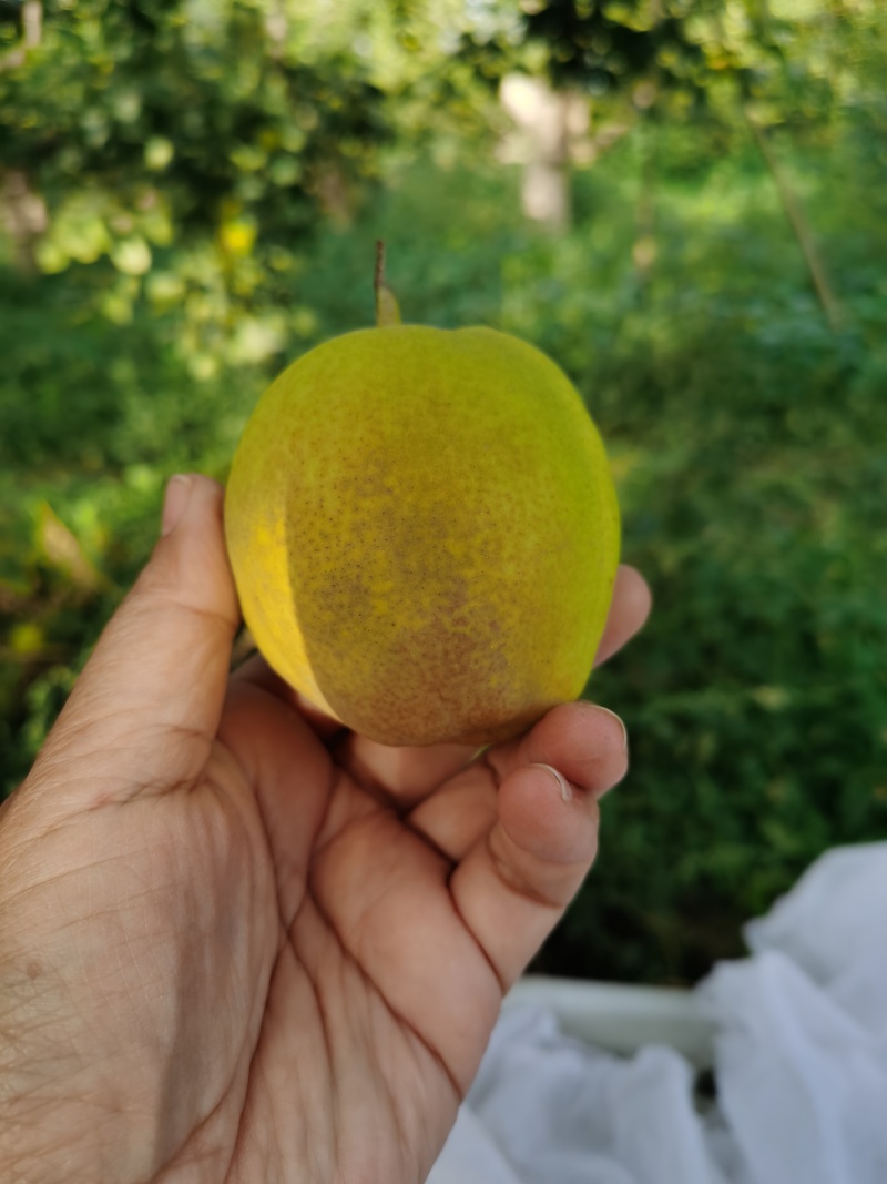 库尔勒香梨一级果，10斤装