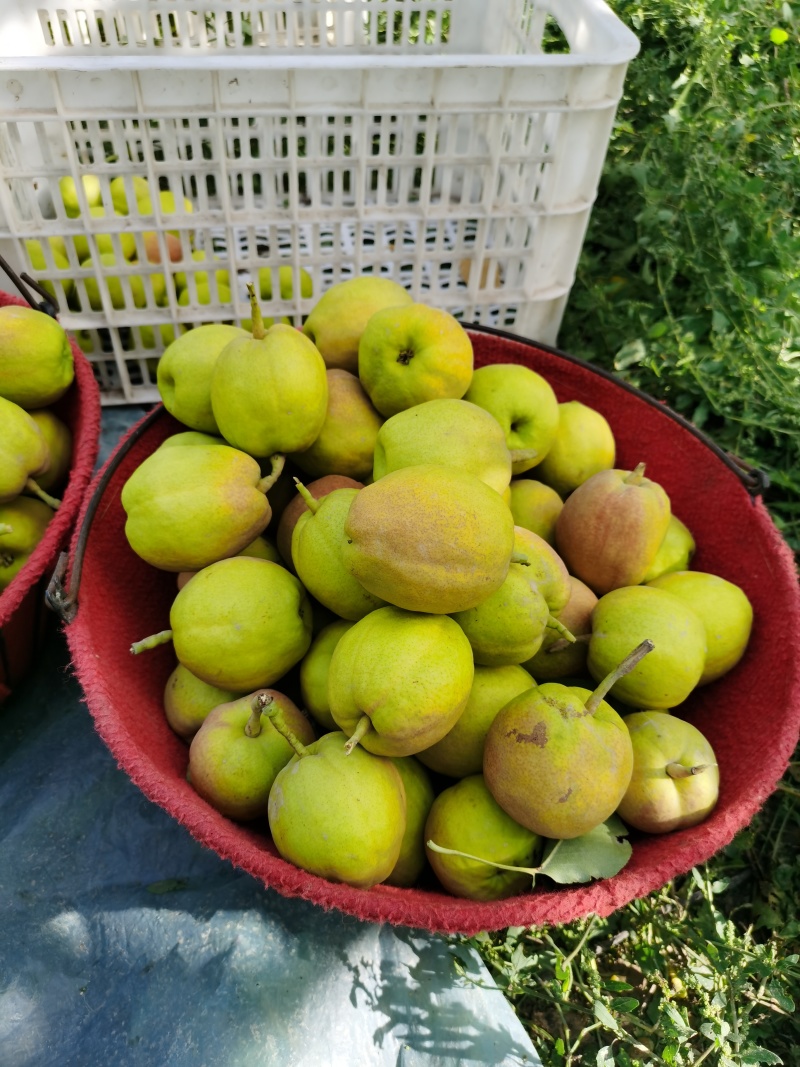 库尔勒香梨一级果，10斤装
