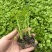 四季高产芹菜秧苗带土发货基地皇后西芹苗香芹苗阳台小院种植佳品