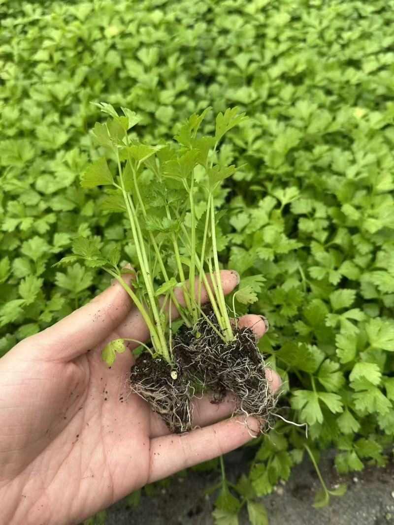 四季高产芹菜秧苗带土发货基地皇后西芹苗香芹苗阳台小院种植佳品
