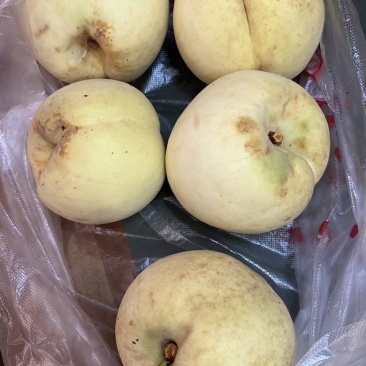 襄阳宜城板桥店镇冬桃加xcinxy