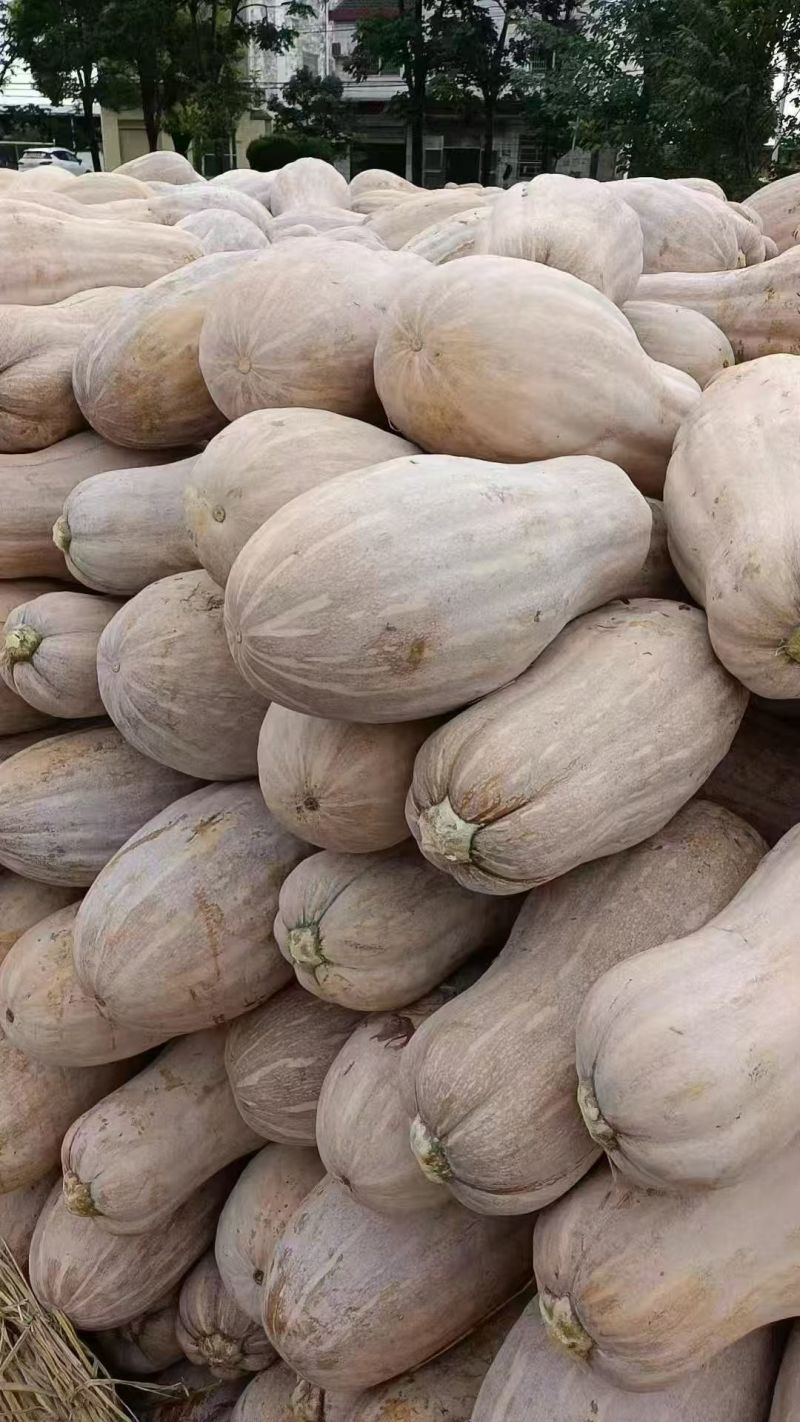 蜜本老南瓜果实圆润大量现货给钱就卖