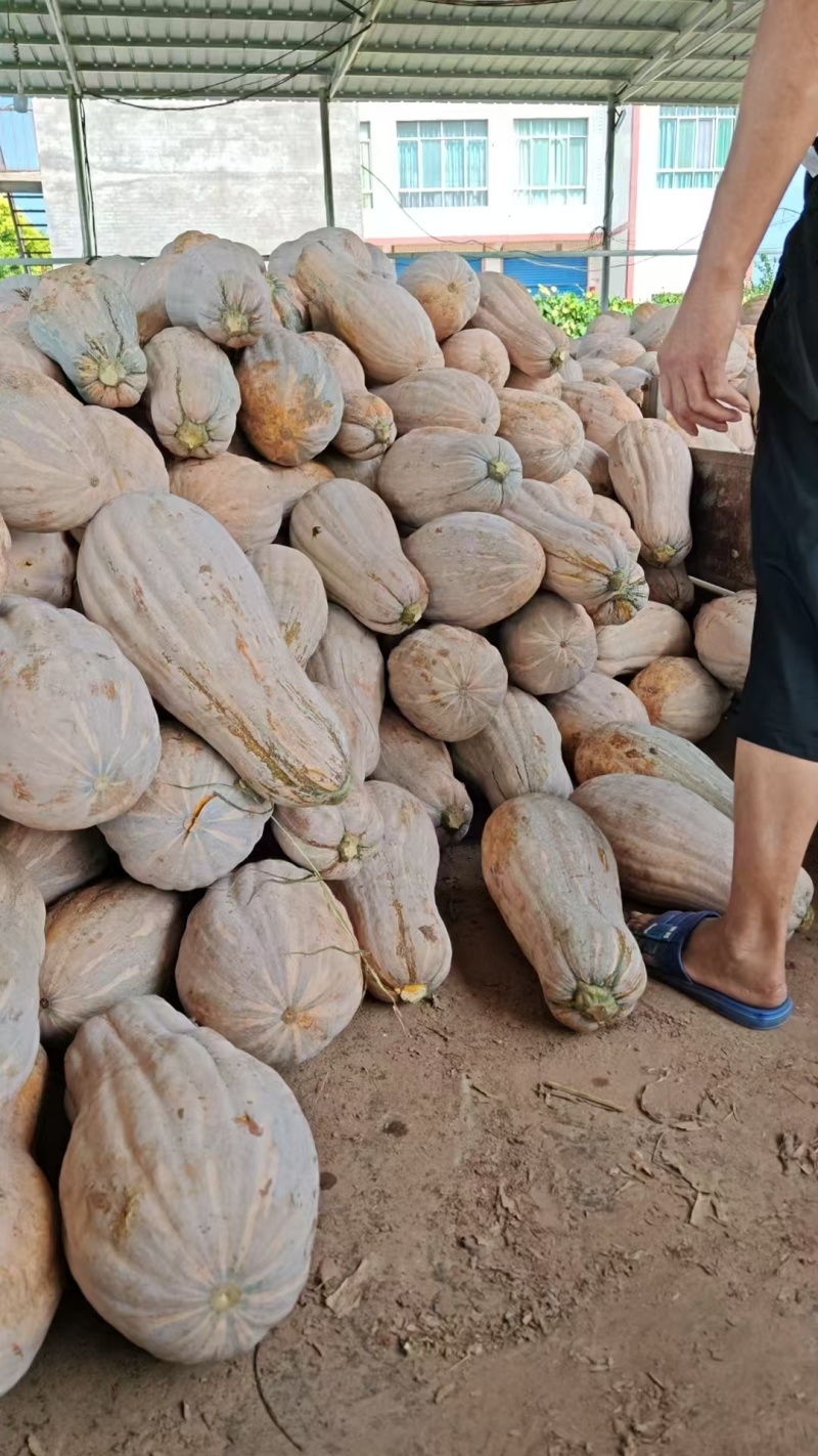 蜜本老南瓜果实圆润大量现货给钱就卖