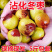张沾化冬枣