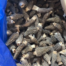 2025头茬厚肉羊肚菌
