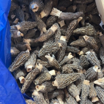 2025头茬厚肉羊肚菌