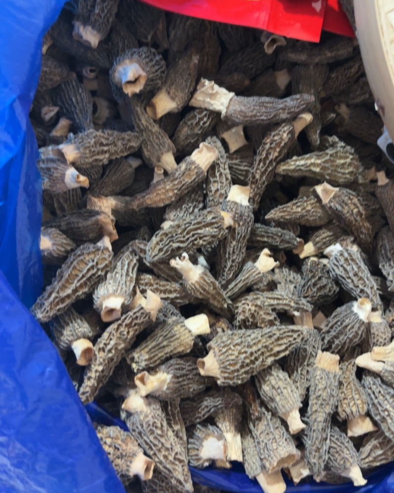 2025头茬厚肉羊肚菌
