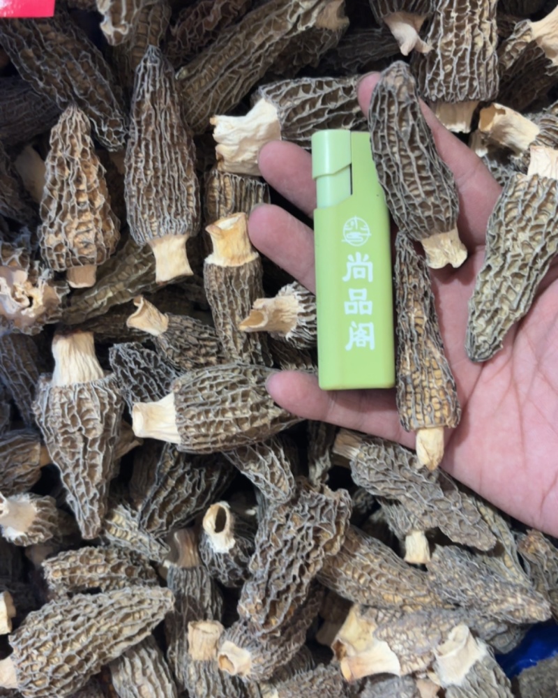 2025头茬厚肉羊肚菌