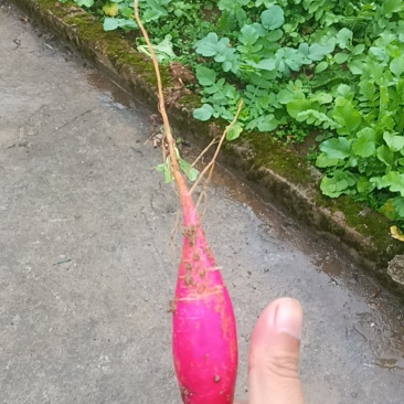 红皮萝卜