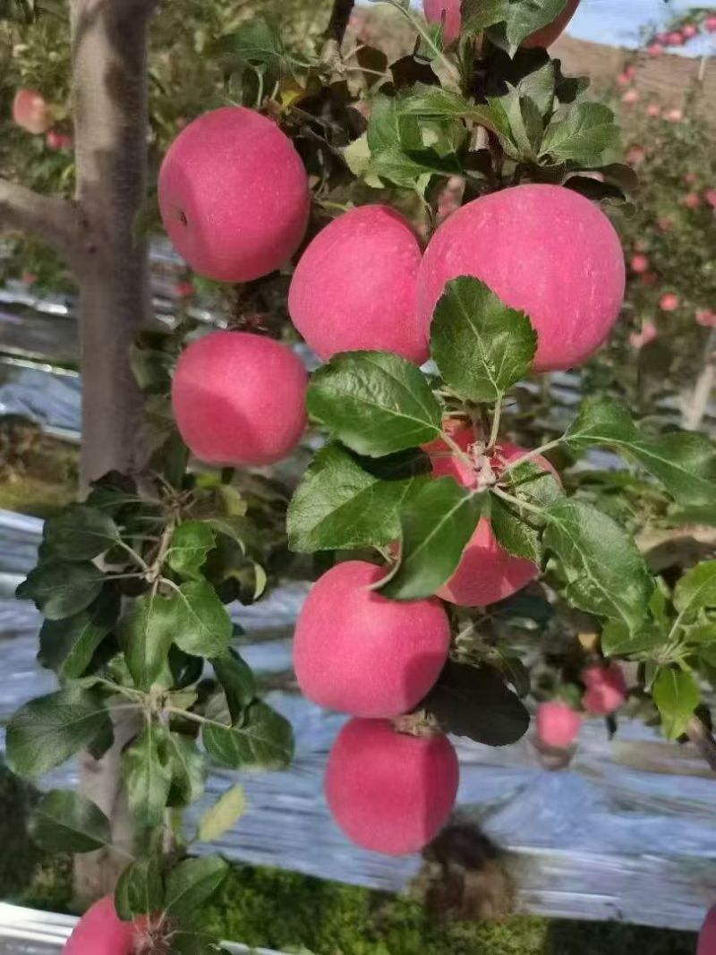 甘肃天水红富士