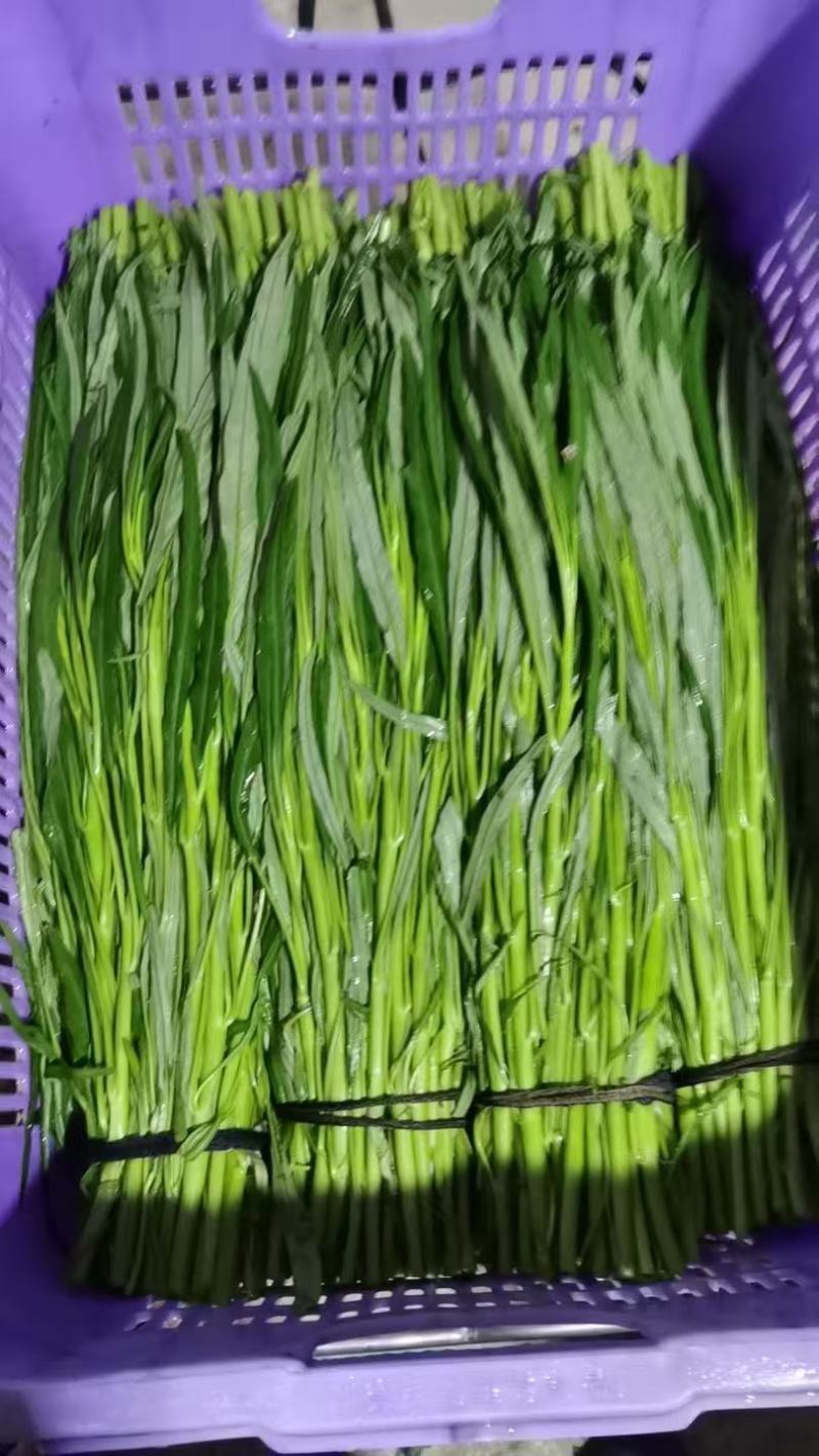 柳叶青杆空心菜
