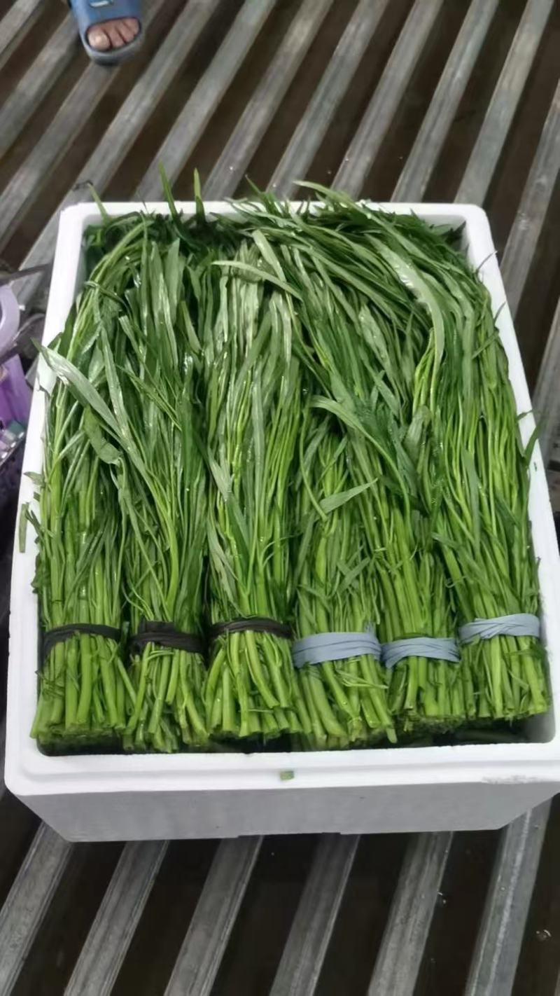 柳叶青杆空心菜