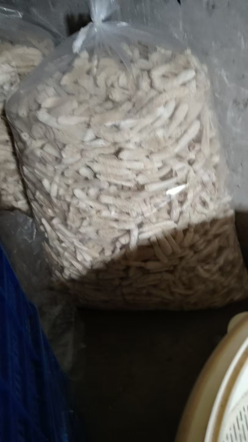 贵州红托竹荪