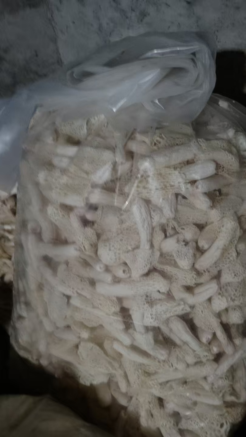 贵州红托竹荪