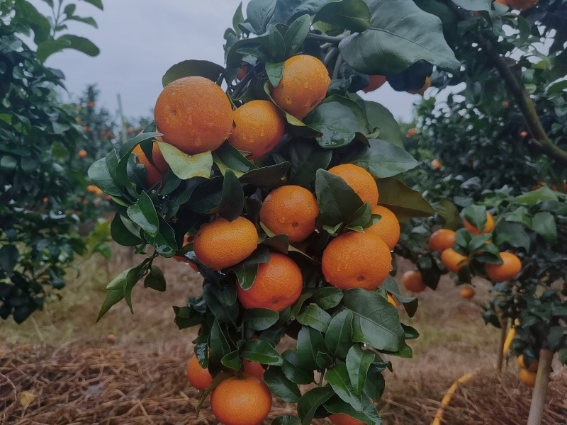 颜色火红，细皮，