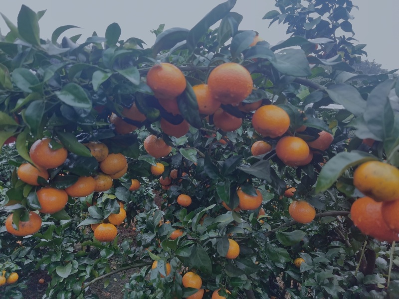 颜色火红，细皮，