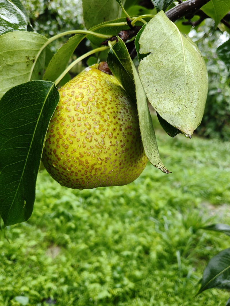 山东莱阳梨