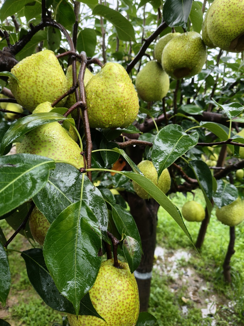 山东莱阳梨