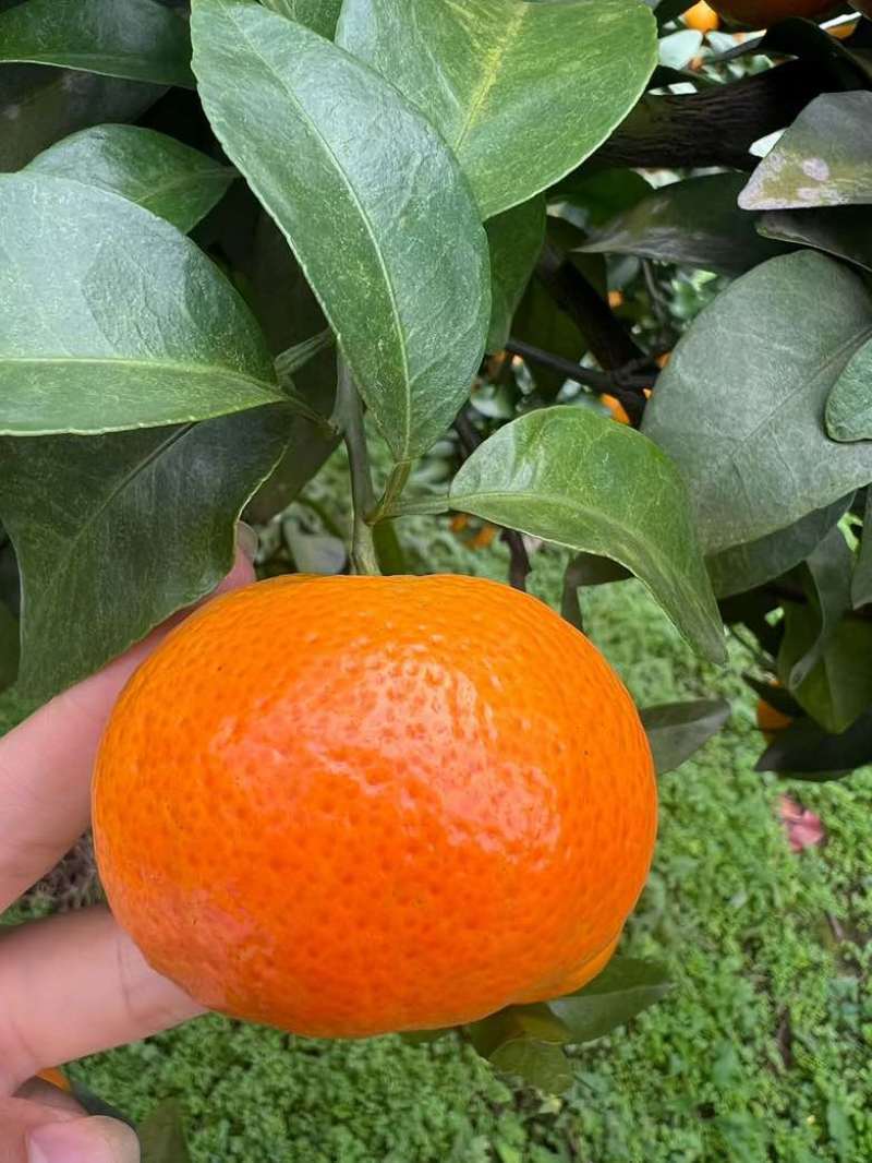 沙糖桔