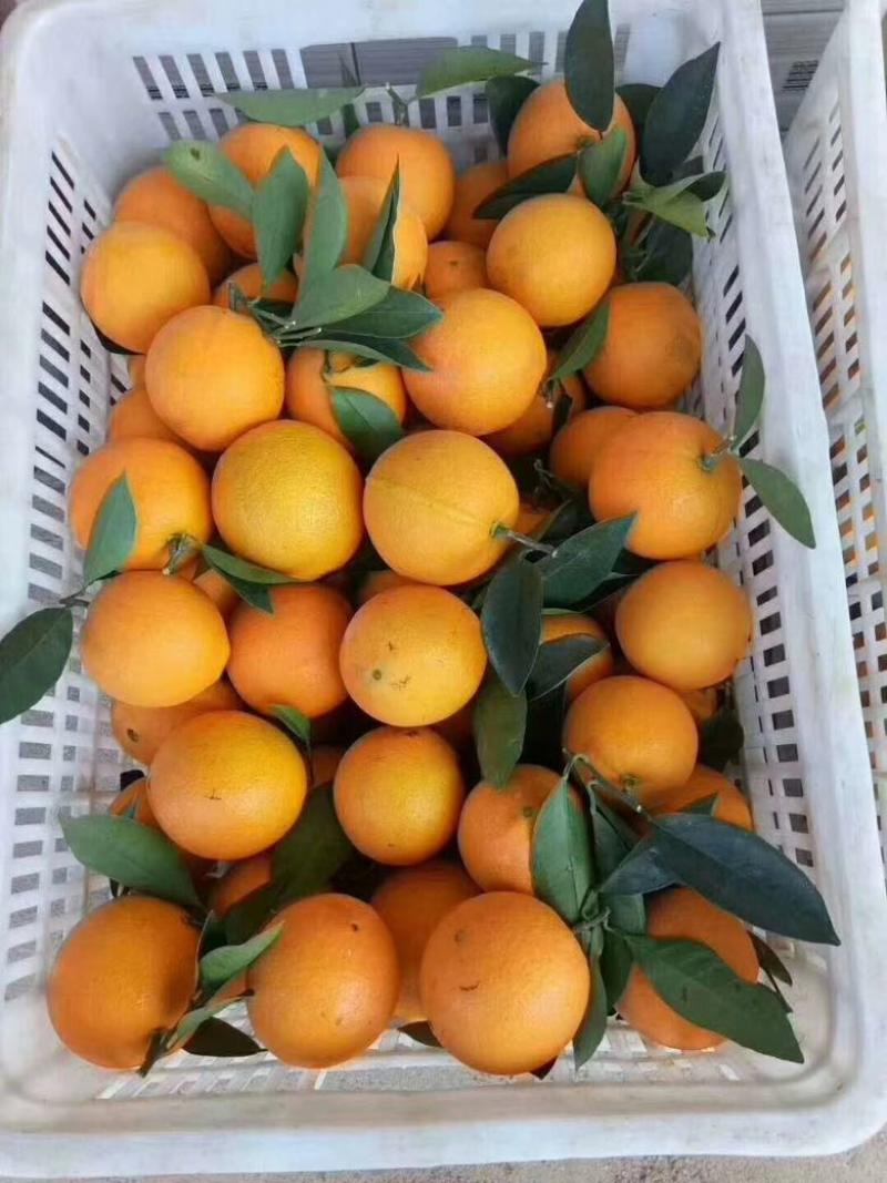 脐橙