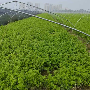 山芹小山芹