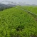 山芹小山芹