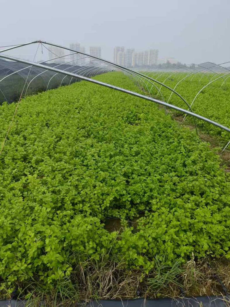 山芹小山芹