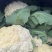 青梗白面乳白菜花小米粒