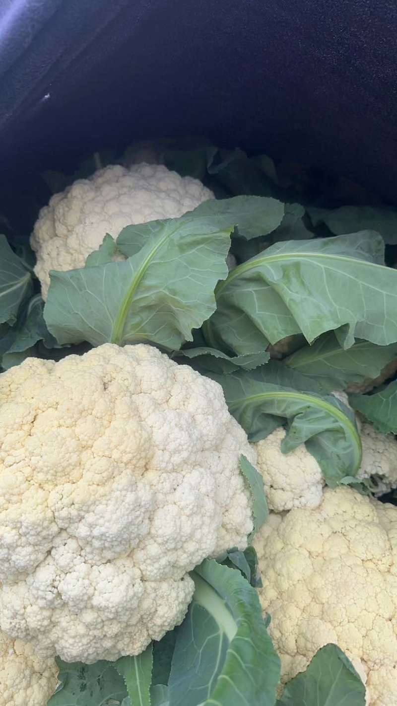 青梗白面乳白菜花小米粒