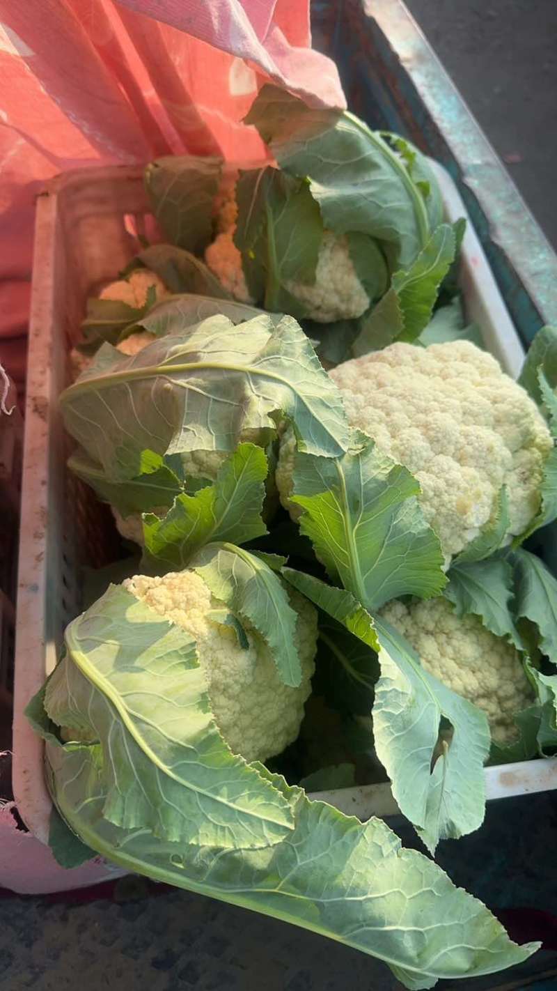 青梗白面乳白菜花小米粒