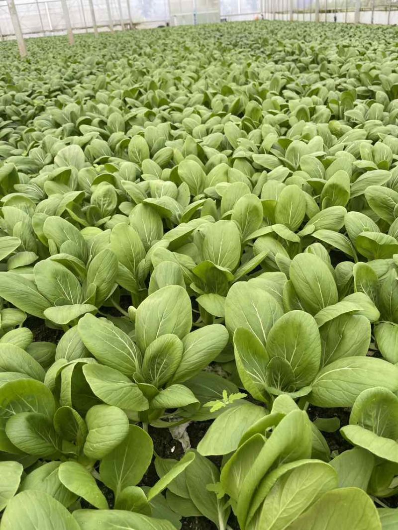 中小颗上海青🥬p