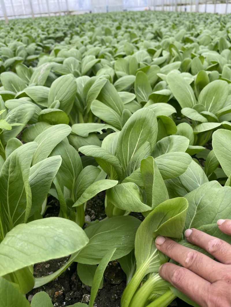 中小颗上海青🥬p