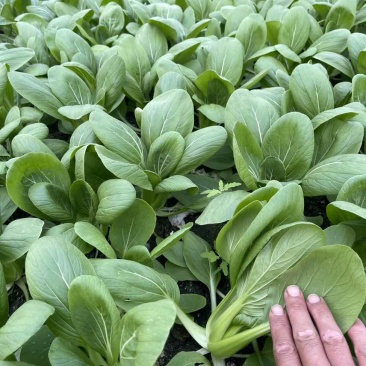 中小颗上海青🥬p