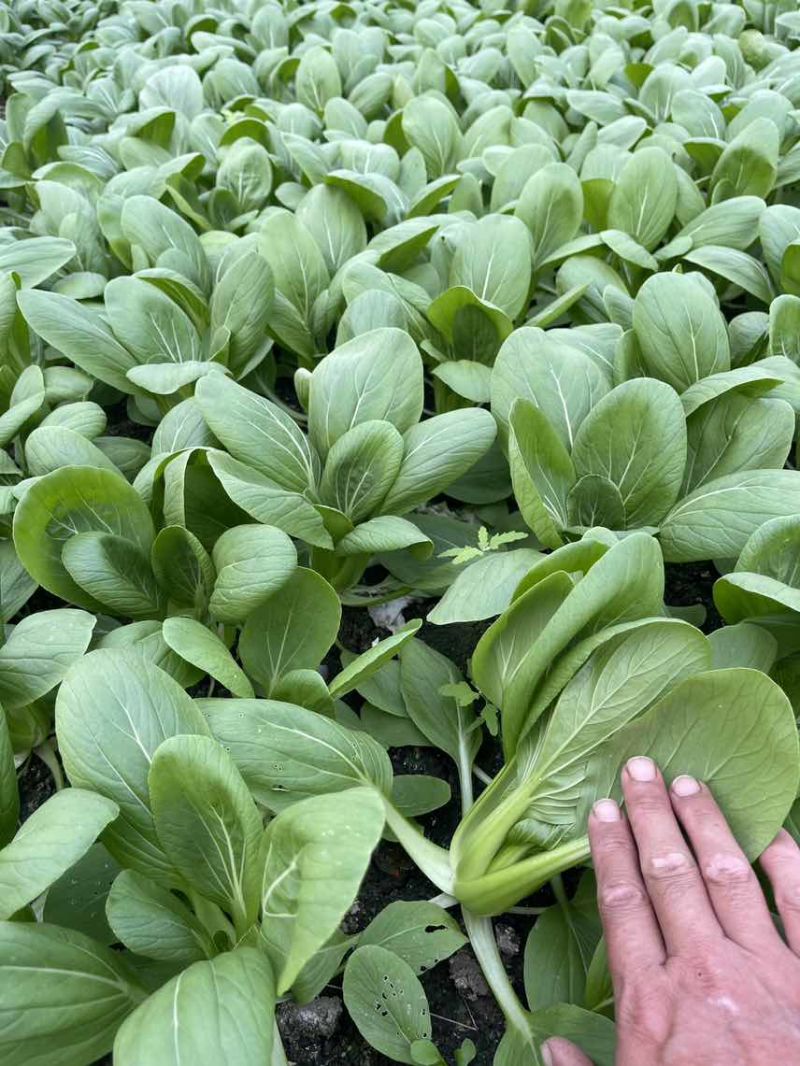 中小颗上海青🥬p