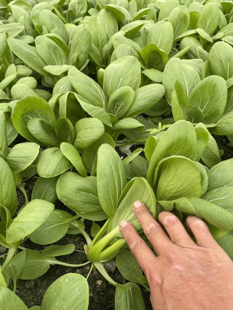 中小颗上海青🥬p