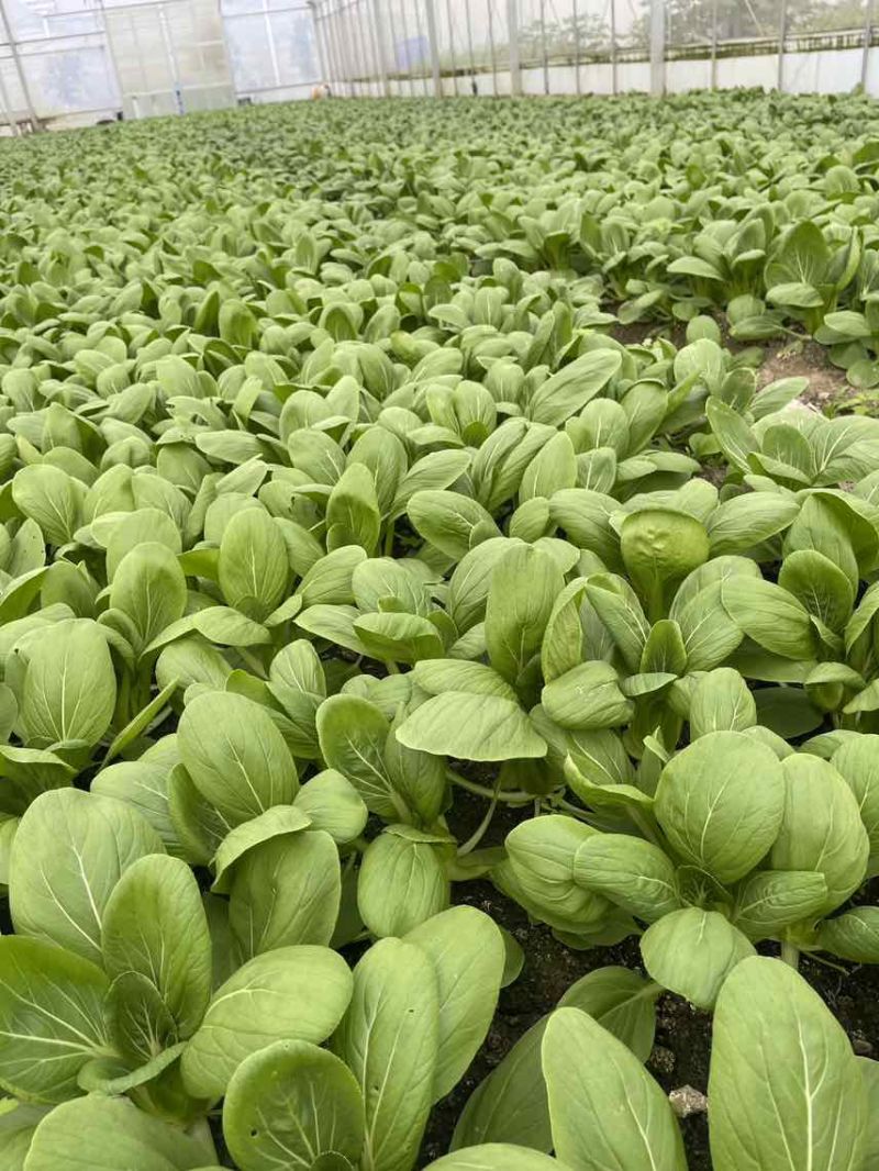 中小颗上海青🥬p