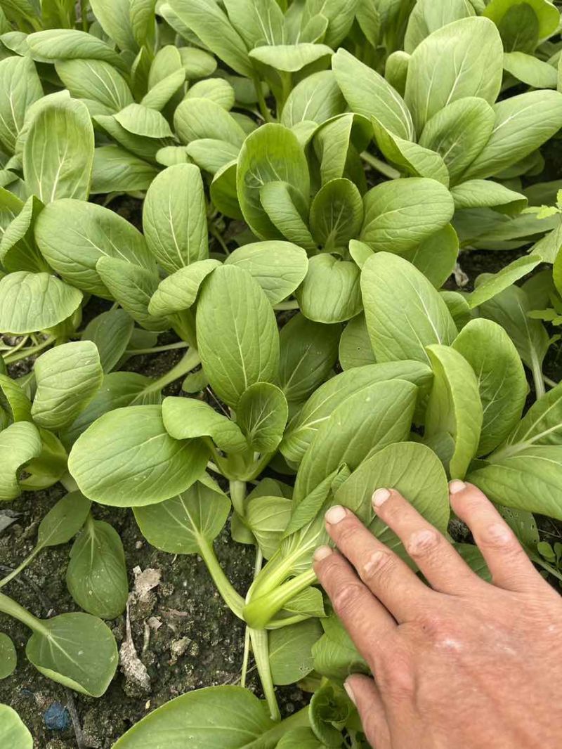 中小颗上海青🥬p