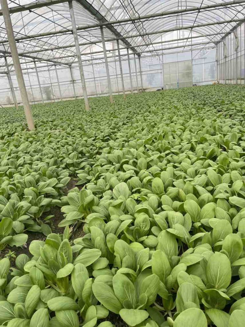 中小颗上海青🥬p