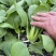 中小颗上海青🥬p