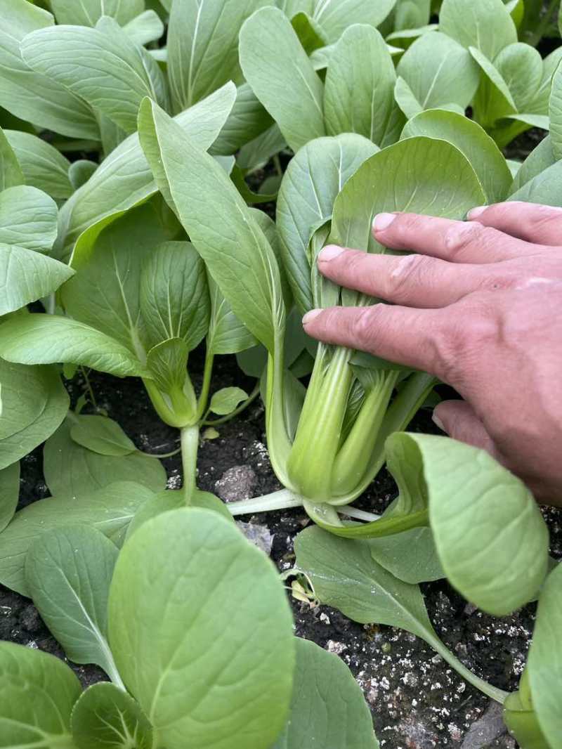 中小颗上海青🥬p