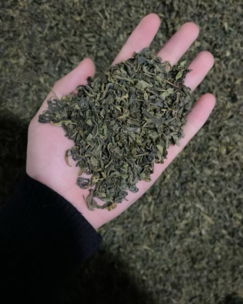 绿茶