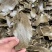 （2947人好评）棉籽饼有机肥农用田园家用棉籽饼有机肥料