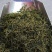 贵州湄潭高山绿茶