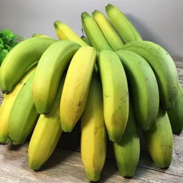进口老挝香蕉
